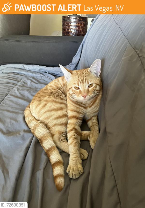 Found/Stray Male Cat last seen Decatur, Las Vegas, NV 89146