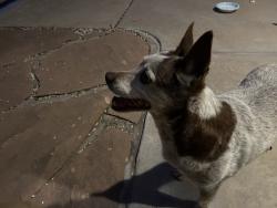 Found/Stray Female Dog last seen Corner of Rempas Dr. and Rempas Ct. NW, Albuquerque, NM 87114