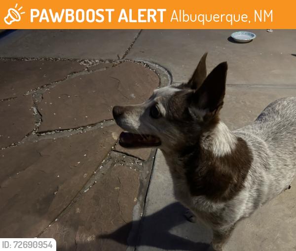 Found/Stray Female Dog last seen Corner of Rempas Dr. and Rempas Ct. NW, Albuquerque, NM 87114