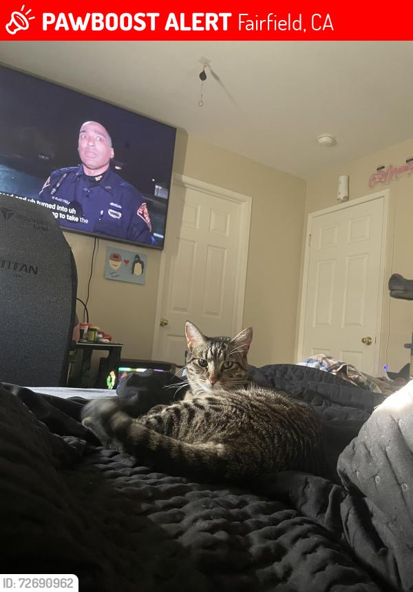 Lost Female Cat last seen Brogan and waterman , Fairfield, CA 94534