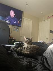 Lost Female Cat last seen Brogan and waterman , Fairfield, CA 94534