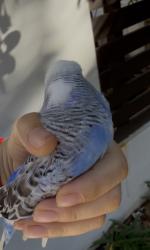 Found/Stray Unknown Bird last seen Wentworth point , Wentworth Point, NSW 2127