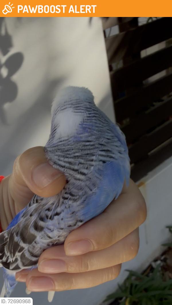 Found/Stray Unknown Bird last seen Wentworth point , Wentworth Point, NSW 2127
