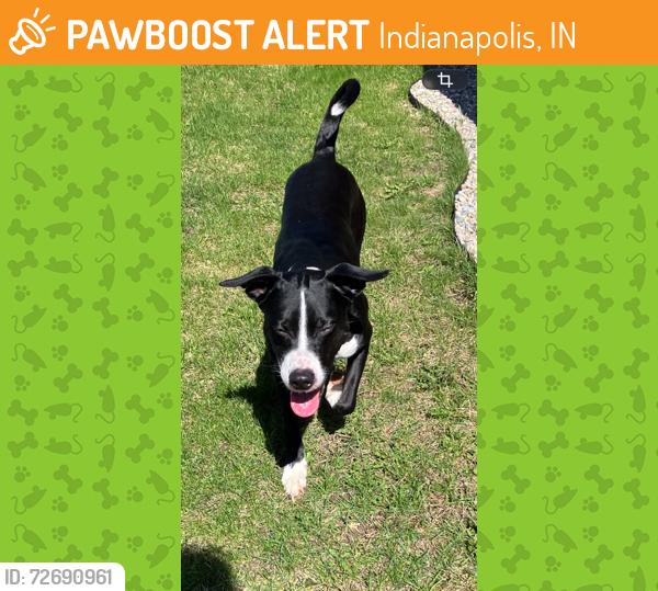 Found/Stray Unknown Dog last seen Troy and Senour, Indianapolis, IN 46239