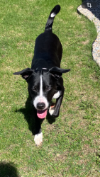 Found/Stray Unknown Dog last seen Troy and Senour, Indianapolis, IN 46239
