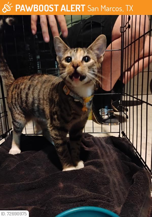 Found/Stray Unknown Cat last seen Hwy 123 and Rattler Road, San Marcos, TX 78666