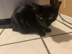 Lost Female Cat last seen Alhambra Avenue and Warwick Avenue, Los Angeles, CA 90032