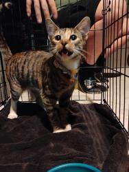 Found/Stray Unknown Cat last seen Hwy 123 and Rattler Road, San Marcos, TX 78666