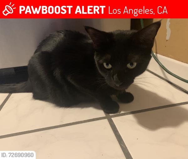 Lost Female Cat last seen Alhambra Avenue and Warwick Avenue, Los Angeles, CA 90032