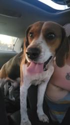 Found/Stray Male Dog last seen N Patterson near industrial buildings, Springfield, MO 65802