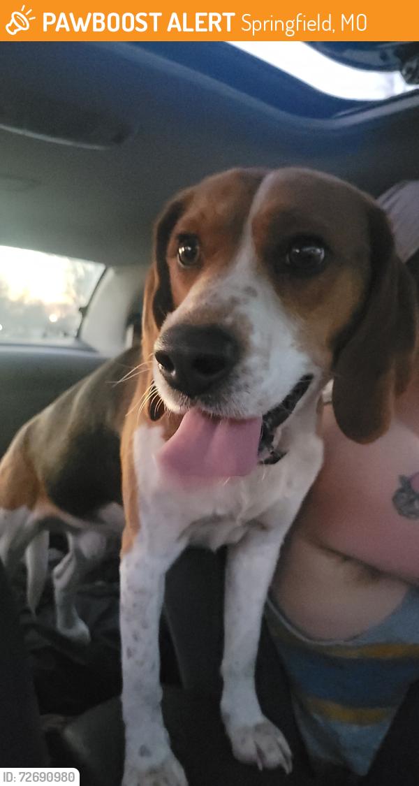 Found/Stray Male Dog last seen N Patterson near industrial buildings, Springfield, MO 65802