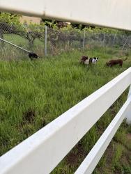 Found/Stray Unknown Dog last seen Punjab & Shephard off Academy, Clovis, CA 93619