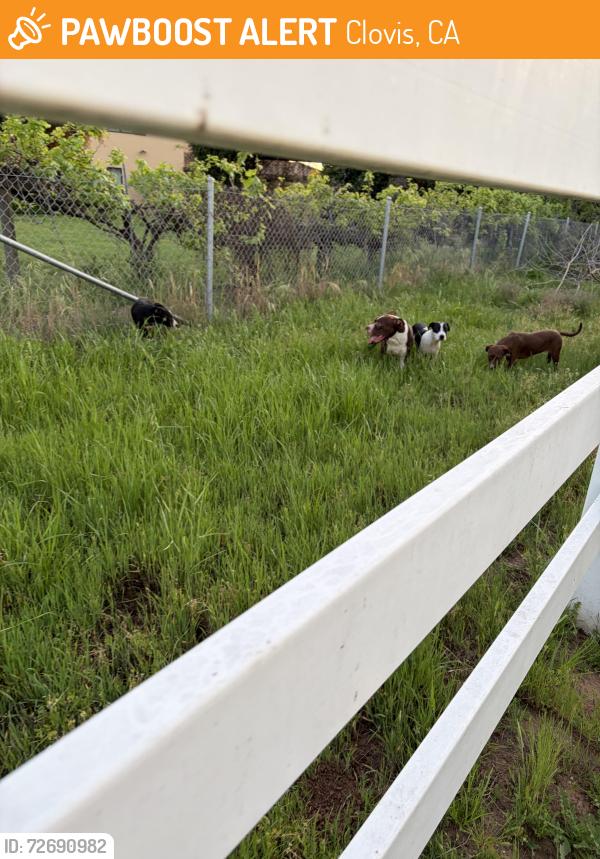 Found/Stray Unknown Dog last seen Punjab & Shephard off Academy, Clovis, CA 93619