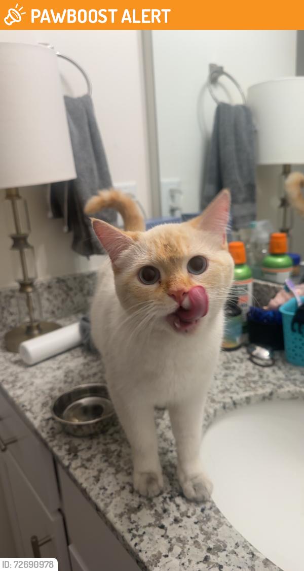 Found/Stray Female Cat last seen Beckington Dr, Brunswick County, NC 28451