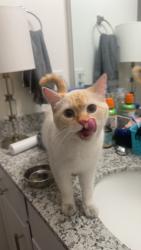 Found/Stray Female Cat last seen Beckington Dr, Brunswick County, NC 28451