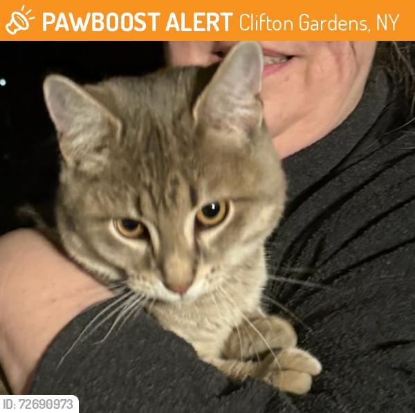 Found/Stray Male Cat last seen Elm and Sylvan Lane, Clifton Gardens, NY 12065