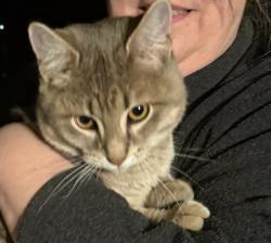 Found/Stray Male Cat last seen Elm and Sylvan Lane, Clifton Gardens, NY 12065