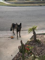 Found/Stray Male Dog last seen Arlington and Tyler behind Norte vista hs , Riverside, CA 92503