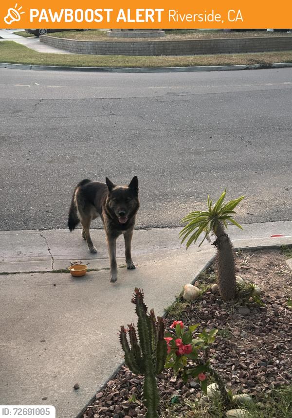 Found/Stray Male Dog last seen Arlington and Tyler behind Norte vista hs , Riverside, CA 92503