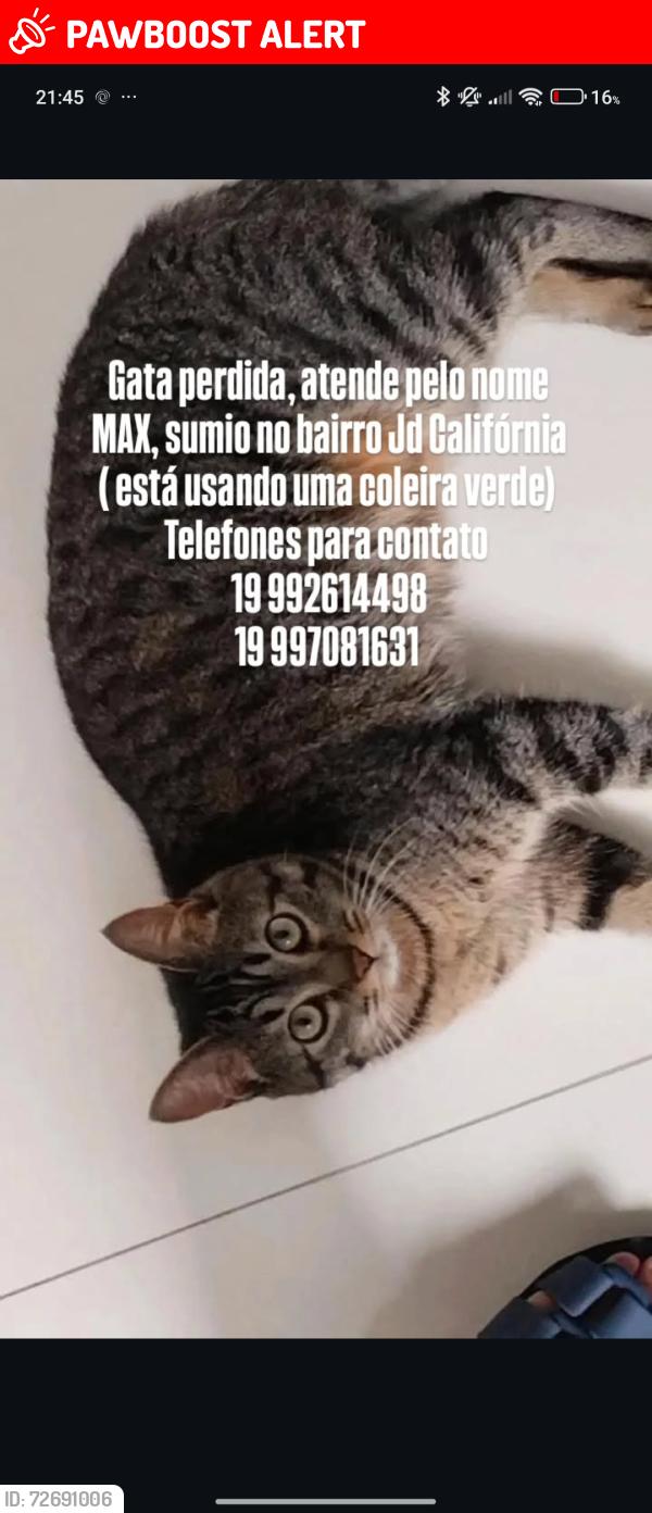 Lost Female Cat last seen Ao lado do kicoxinha, Jardim California, SP 13344