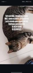 Lost Female Cat last seen Ao lado do kicoxinha, Jardim California, SP 13344