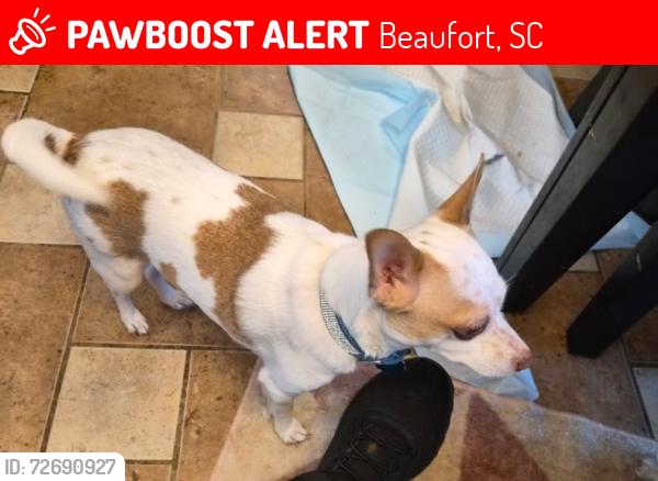Lost Female Dog last seen  Francis Marion Circle, Beaufort, SC 29907