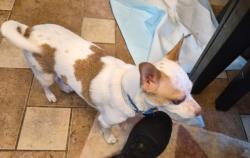 Lost Female Dog last seen  Francis Marion Circle, Beaufort, SC 29907