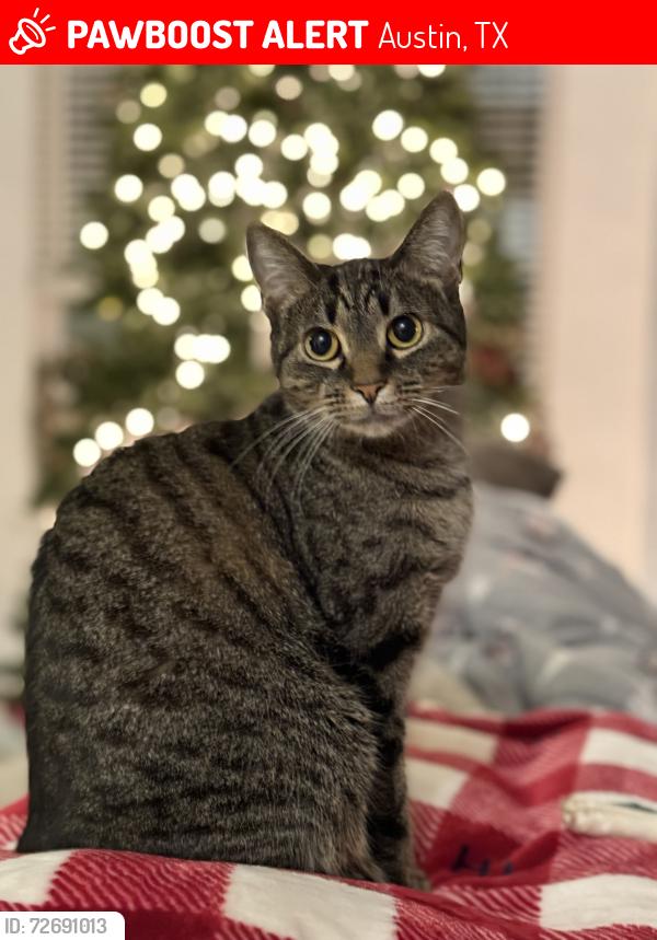 Lost Female Cat last seen Easton park , Austin, TX 78744