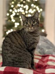 Lost Female Cat last seen Easton park , Austin, TX 78744