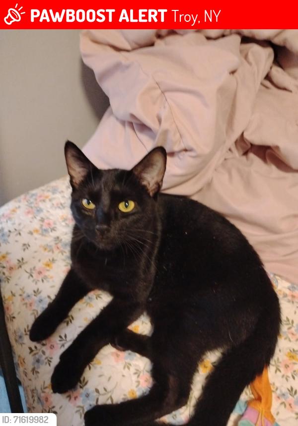 Lost Male Cat last seen Between 3rd and 4th on Tyler Street in Troy , Troy, NY 12180