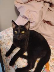 Lost Male Cat last seen Between 3rd and 4th on Tyler Street in Troy , Troy, NY 12180
