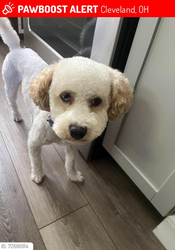 Lost Male Dog last seen Loew park, Cleveland, OH 44109