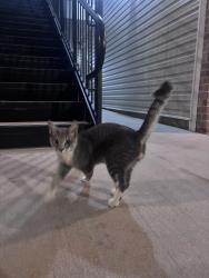 Found/Stray Male Cat last seen Town N’ Country Animal hosp , Burlington, NC 27215