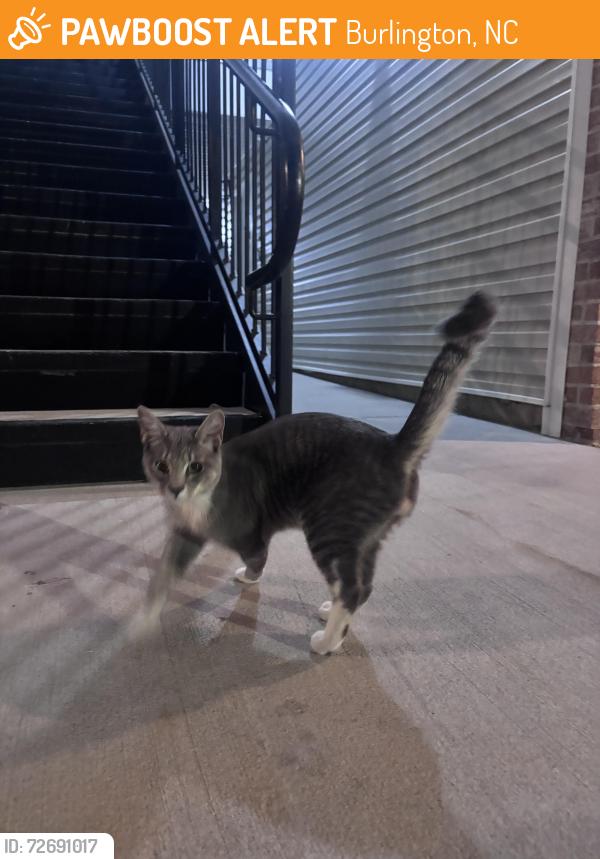 Found/Stray Male Cat last seen Town N’ Country Animal hosp , Burlington, NC 27215