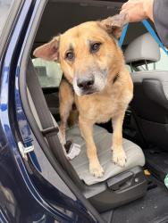 Found/Stray Male Dog last seen San felipe and heb, Houston, TX 77057
