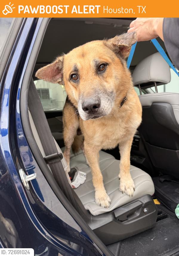 Found/Stray Male Dog last seen San felipe and heb, Houston, TX 77057