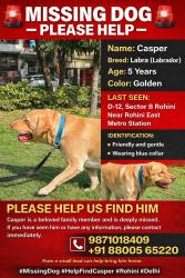 Lost Male Dog last seen D-12/19 Sector-8, Rohini, New Delhi-110085, New Delhi, DL 110085