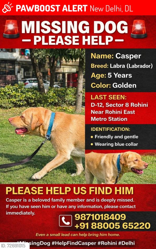Lost Male Dog last seen D-12/19 Sector-8, Rohini, New Delhi-110085, New Delhi, DL 110085