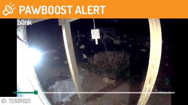 Found/Stray Unknown Cat last seen Lower Mountain and Aquetong rds, Solebury Township, PA 18938
