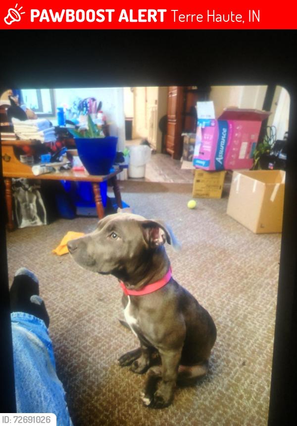 Lost Female Dog last seen 23rd and Maple , Terre Haute, IN 47804