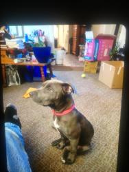 Lost Female Dog last seen 23rd and Maple , Terre Haute, IN 47804