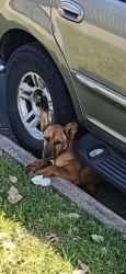 Found/Stray Male Dog last seen Near the Stop Sign between Komalty Dr and Oklaunion Dr. Gray SUV, Dallas, TX 75217