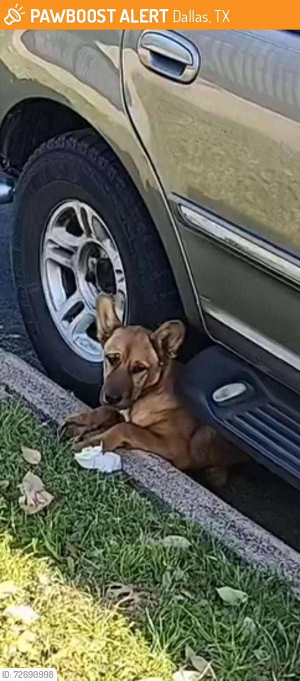 Found/Stray Male Dog last seen Near the Stop Sign between Komalty Dr and Oklaunion Dr. Gray SUV, Dallas, TX 75217