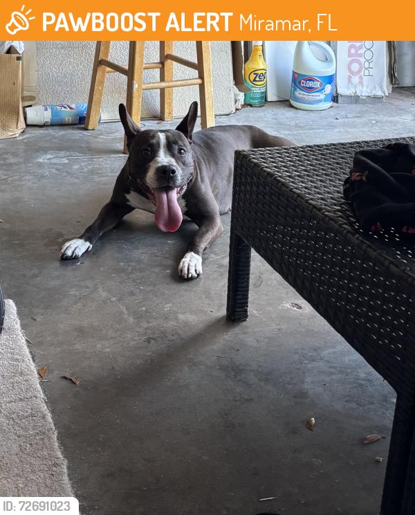 Found/Stray Female Dog last seen Villages of Renaissance , Miramar, FL 33025
