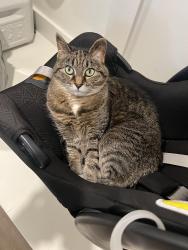 Lost Female Cat last seen Els Ct & Trevino Way, Spring Hill, TN 37174
