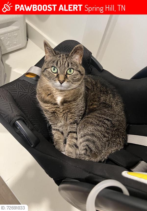 Lost Female Cat last seen Els Ct & Trevino Way, Spring Hill, TN 37174