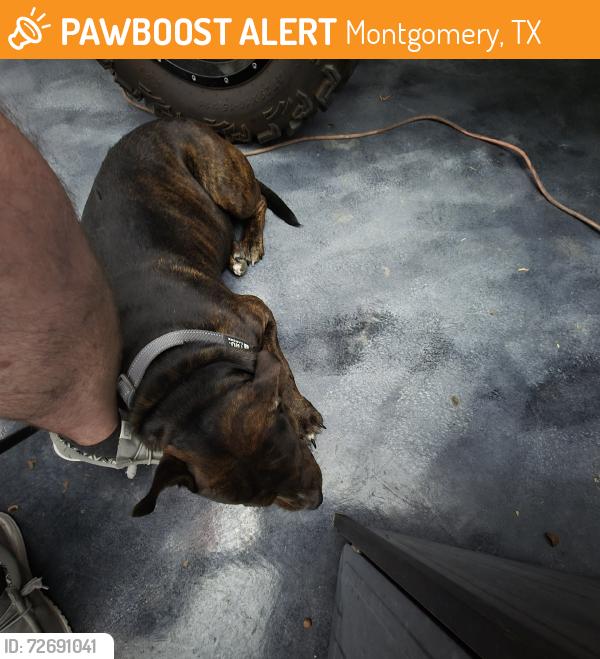 Found/Stray Male Dog last seen Tejas and short mill run, Montgomery, TX 77316