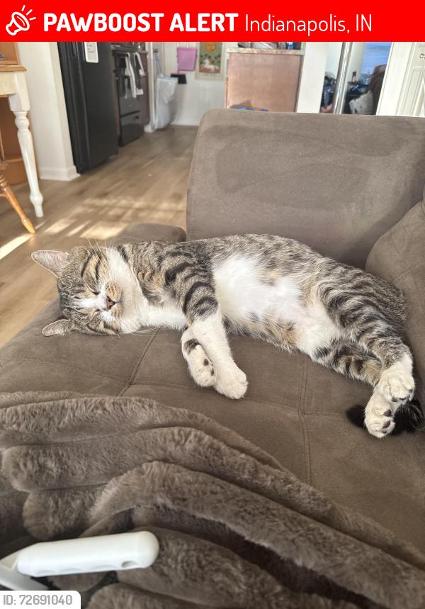 Lost Male Cat last seen Southport and mann rd , Indianapolis, IN 46221