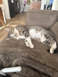 Lost Male Cat last seen Southport and mann rd , Indianapolis, IN 46221