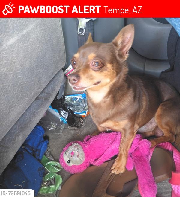 Lost Male Dog last seen Rural and southern, Tempe, AZ 85282